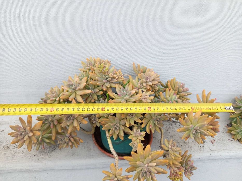 Bonita planta suculenta