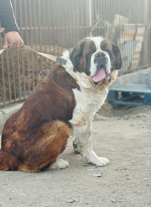 Сенбернар Одесса