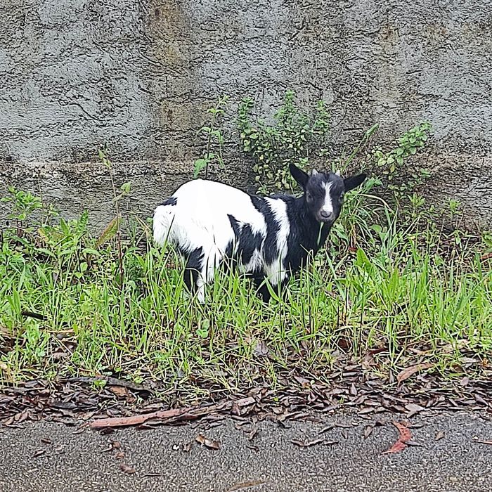 Cabras e cabritos anas