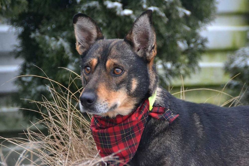 Przekochany, delikatny Andrzejek chciałby być Twoim Andrzejkiem!