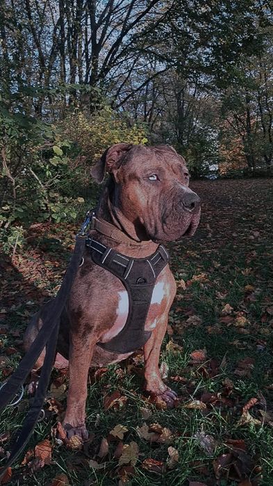 American bully xl