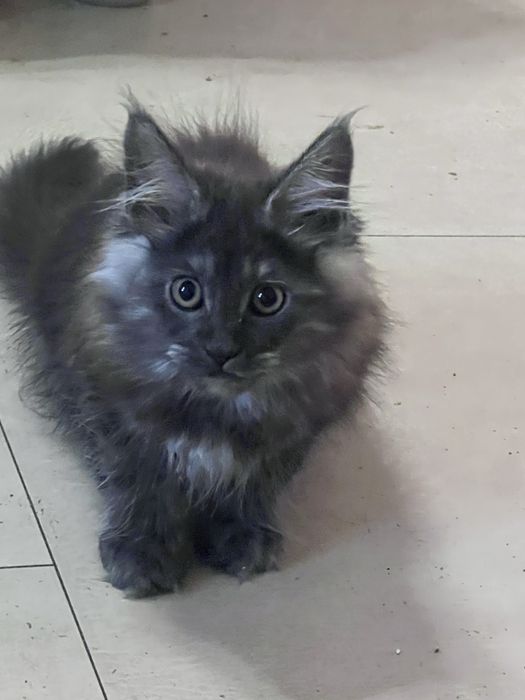 Мейн кун ,дівчинка ,чорний дим