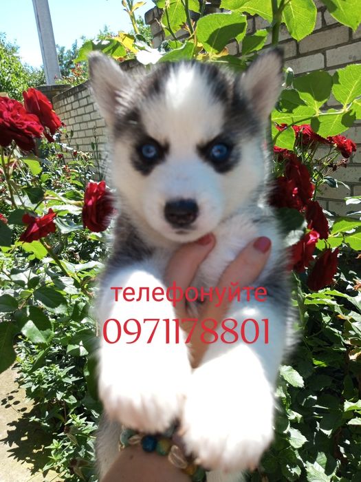 відповідно до віку щеплення Дурамун плюс 7, сибірські хаски