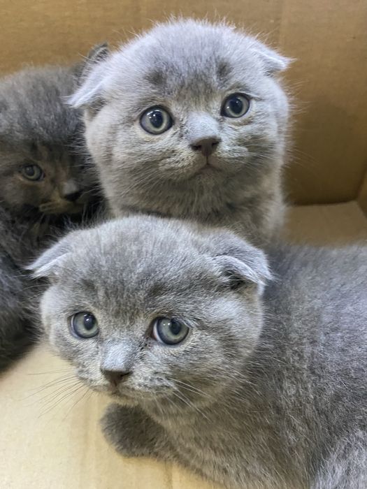 Шотланський красунчик хлопчик