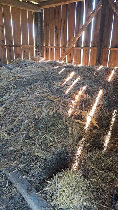 Сіно віддам безкоштовно