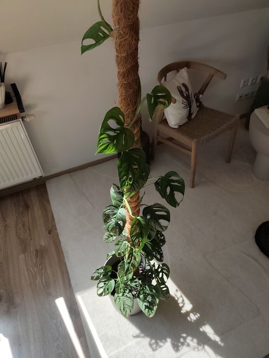 Monstera Adansonii (Monkey Mask)