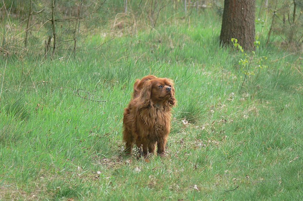 Cavalier King Charles Spaniel Piesek