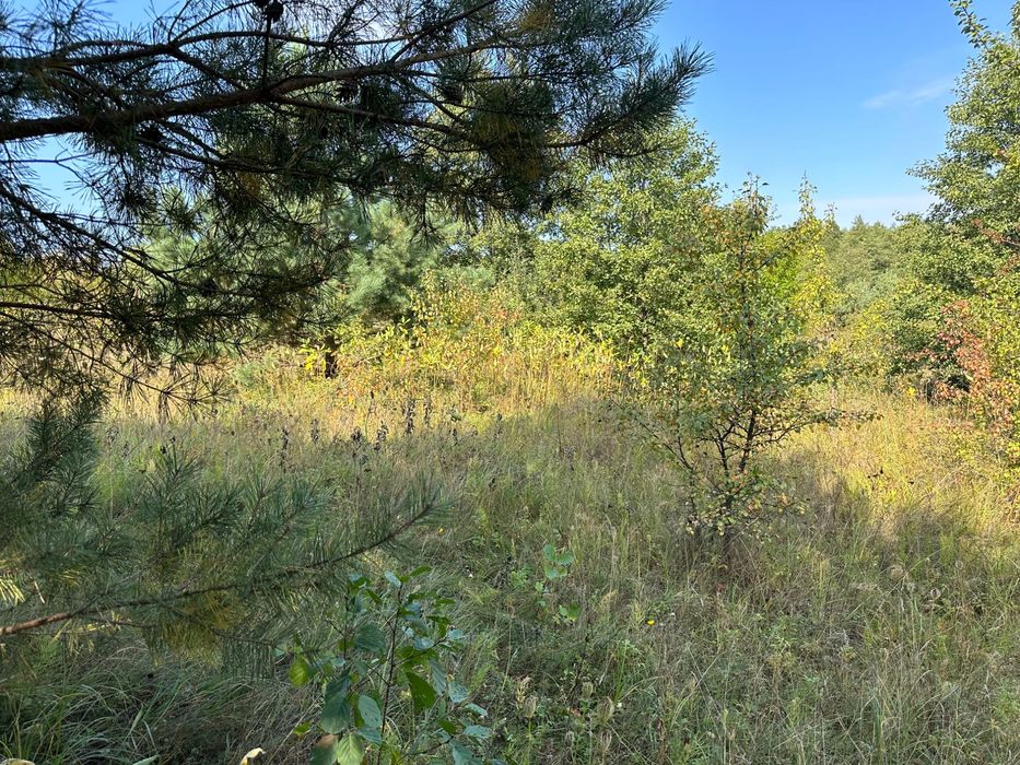 Продаю 5 га під будівництво біля лісу. Місце для усамітнення.