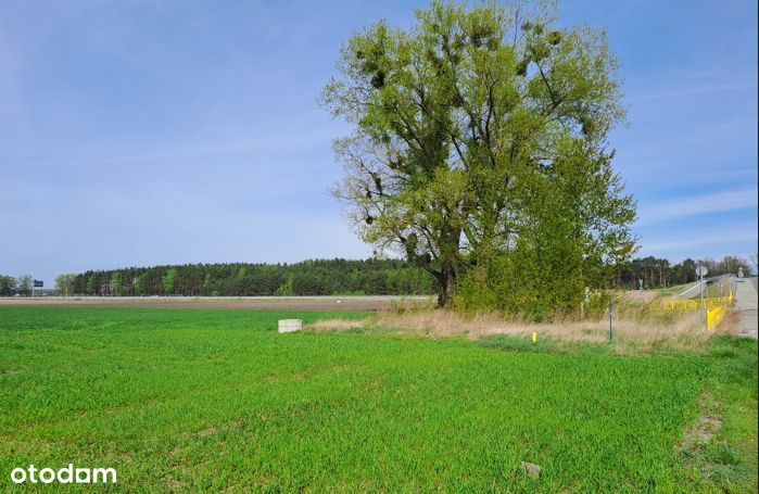 Działka inwestycyjna w Żołędowie