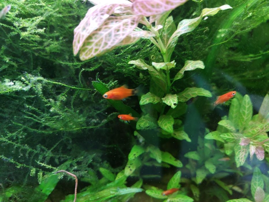 Guppy Sortido // Platys mickey mouse
