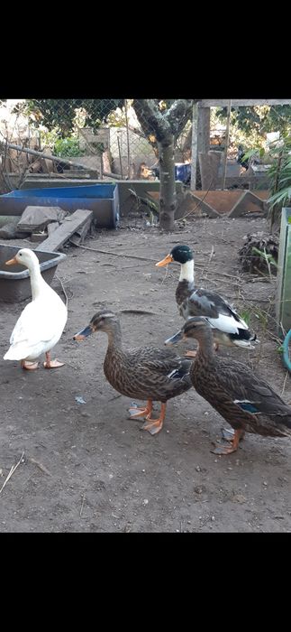 Vendo patos diversos (mistos)