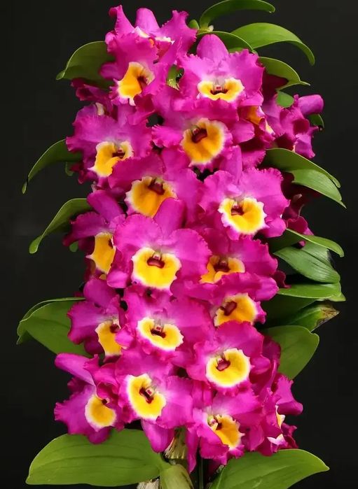 Орхідея дендробіум