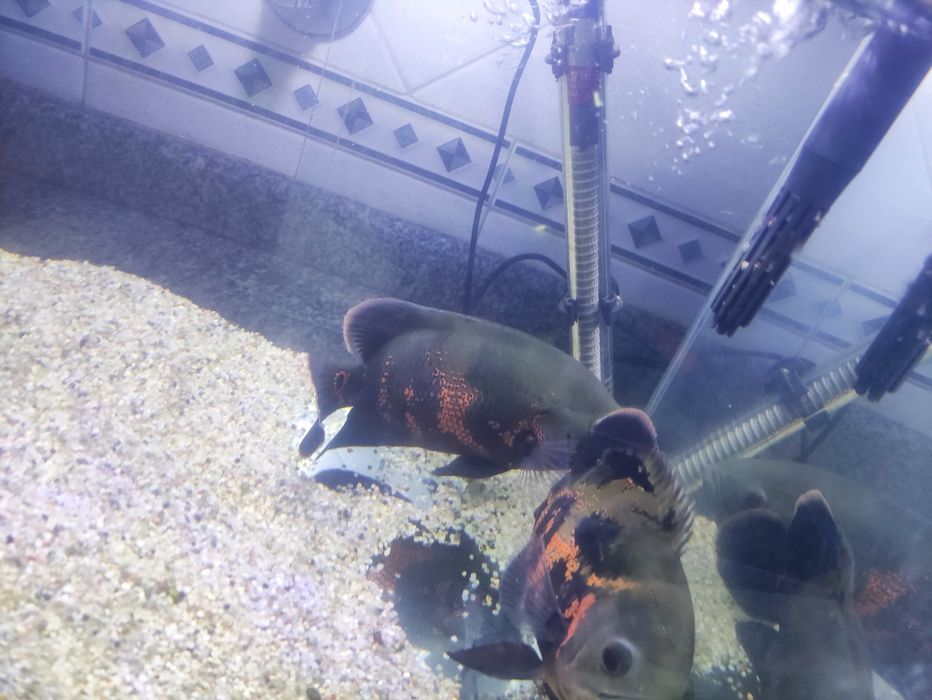 Oscar com cerca de 20 cm