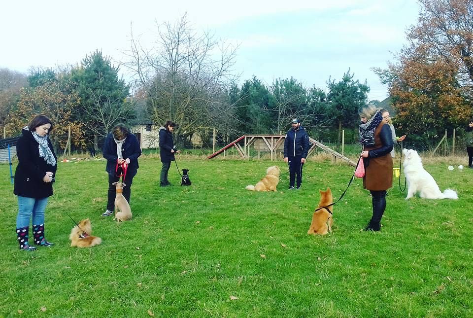 Dog-Training - Escola de cães de Caldas da Rainha e da Região Oeste