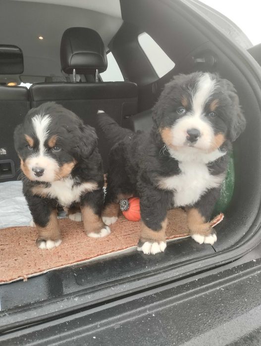 Продам цуценята бернского зененхунда