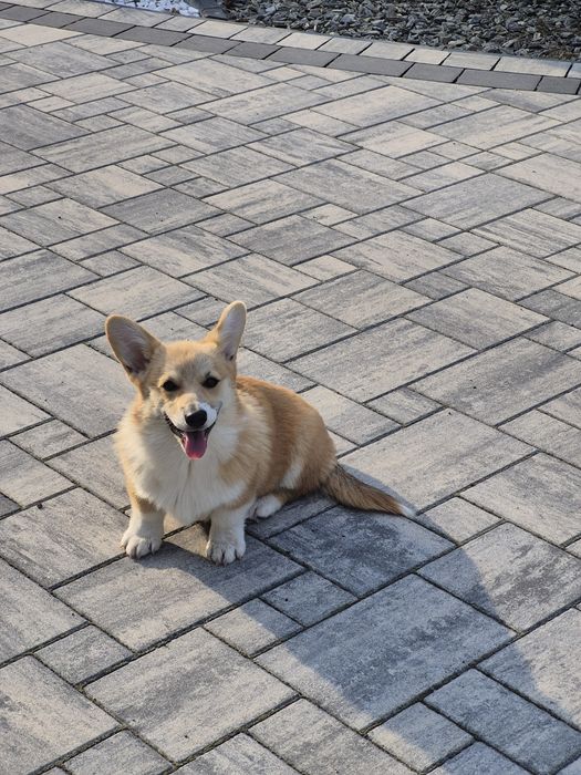 Wels Corgi Pembroke suczka FCI