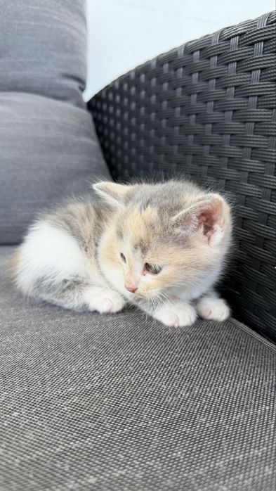 Кошенята в добрі руки