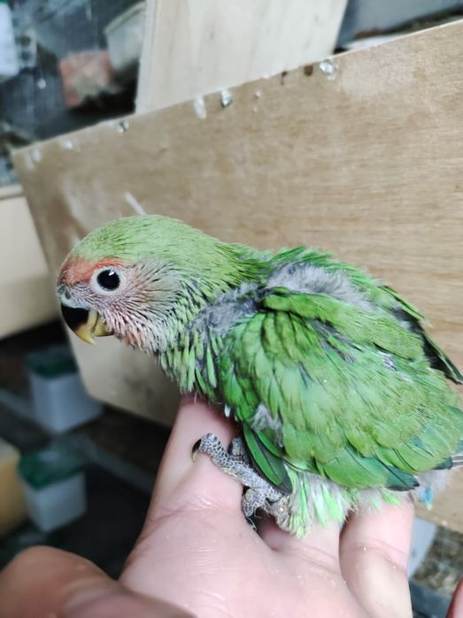 Disponível Agapórnis bebes