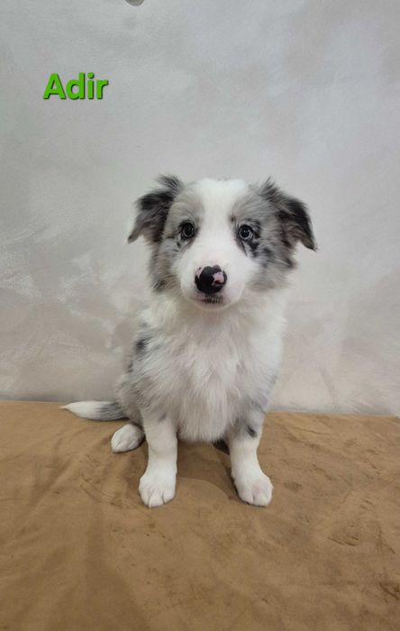 Piesek Border Collie Blue Merle