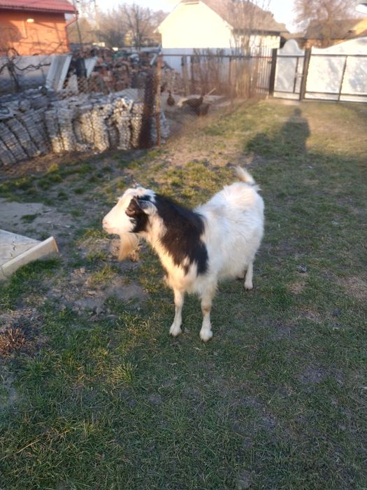 Файний роковий цап