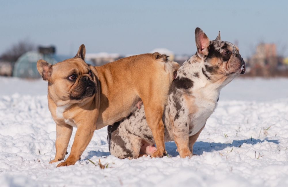 Перетримка - Готель для тваринок ! Зооготель Коломия
