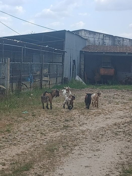 Cabras anas 1 casal