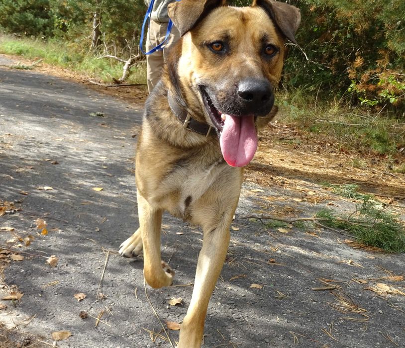 Energiczny Lizak  - wierny przyjaciel