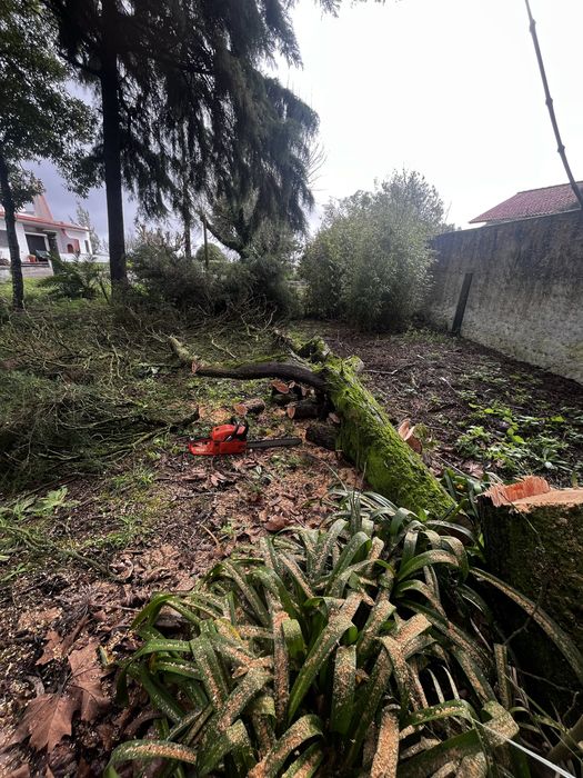 Corte de Árvores - Limpeza de Terrenos