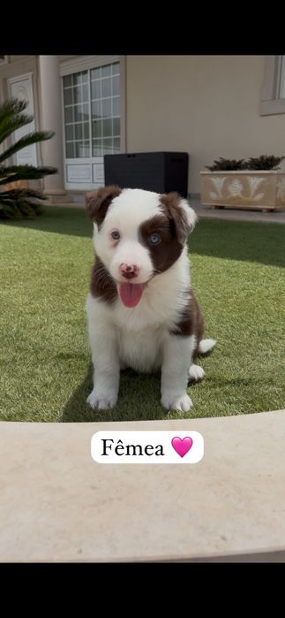 Border collie.. fêmea