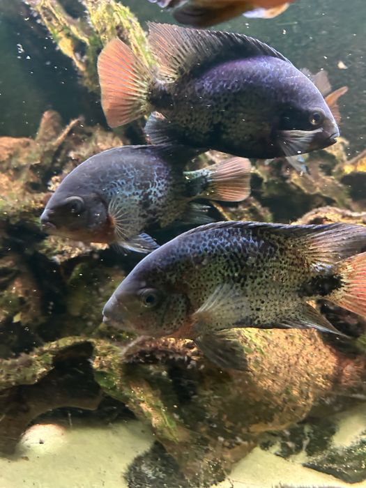 Akwarium 450 l 180x50x50 + pielegnice