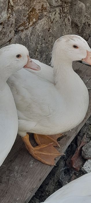 Patos Pequim Jovens