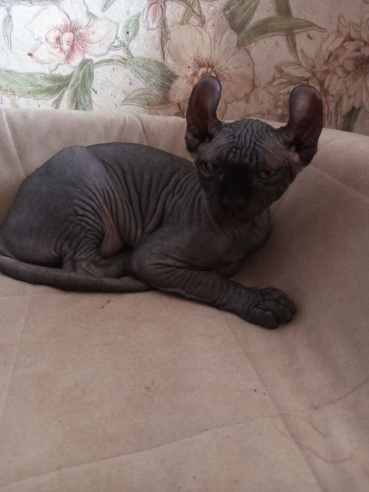 Гарний  ельфiк породи канадського сфiнкса.