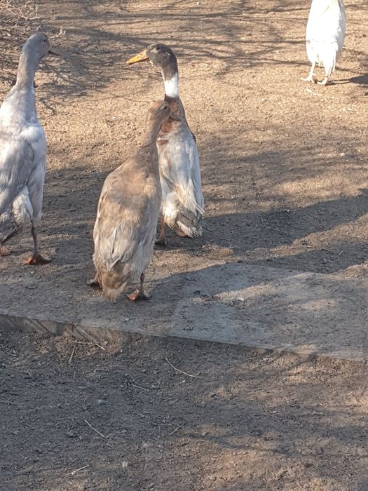 Kaczki,  biegusy młode oraz jaja, jajka legowe