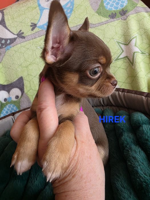HIREK, mama ma badania genetyczne