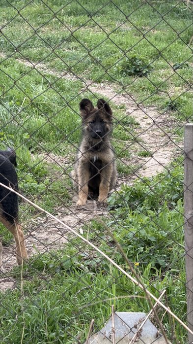 Собака доросла та 2 маленькі