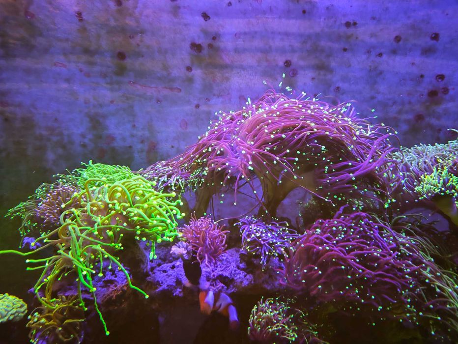 Lampa do akwarium morskiego