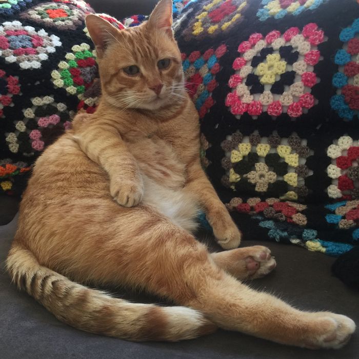 Cat and plants sitting Campo de Ourique Lisboa