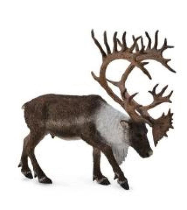 Renifer Woodland Caribou ,180x138 mm
