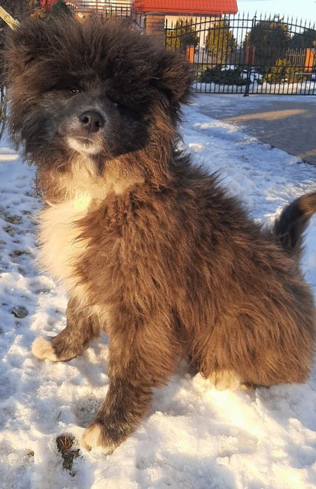 Akita Inu rodowód FCI/ZKwP długowłosy odchowany zsocjalizowany 5msc.