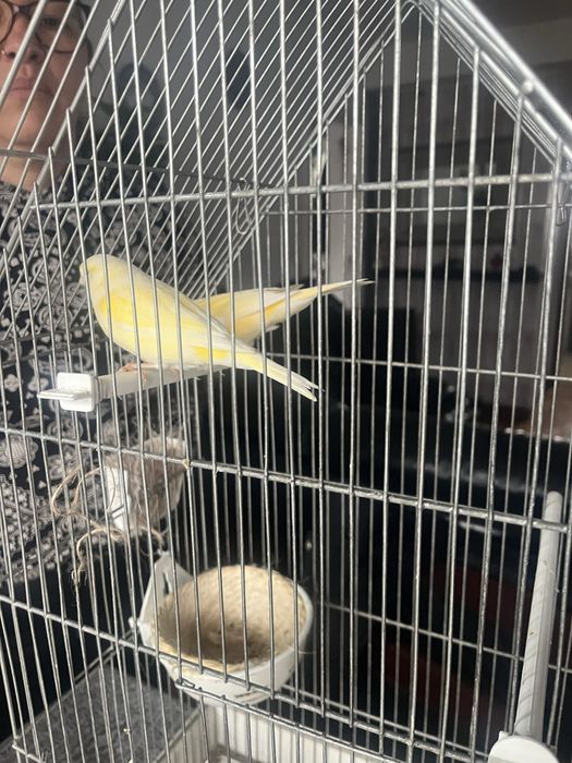 Casal de canarios + Gaiola