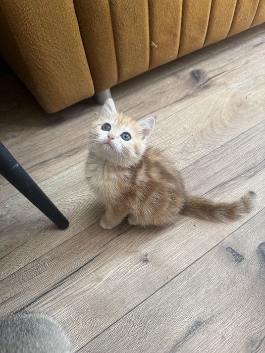 Kocur Brytyjski tabby Fpl