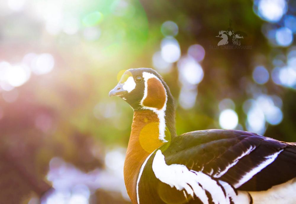 Ganso de peito ruivo