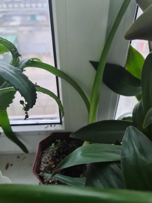 Комнатные растения меняю на еду или продам