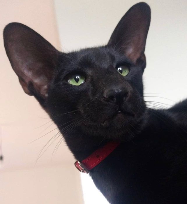 Оріентальна киця шукає кота на в’язку