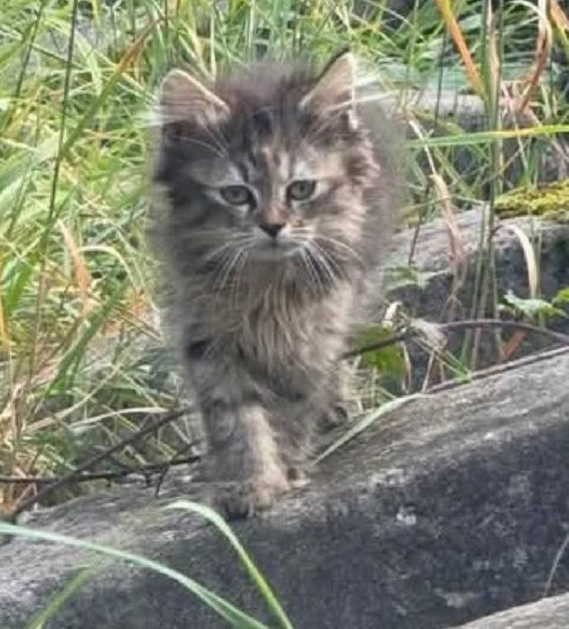 Пухнасте кошеня дівчинка