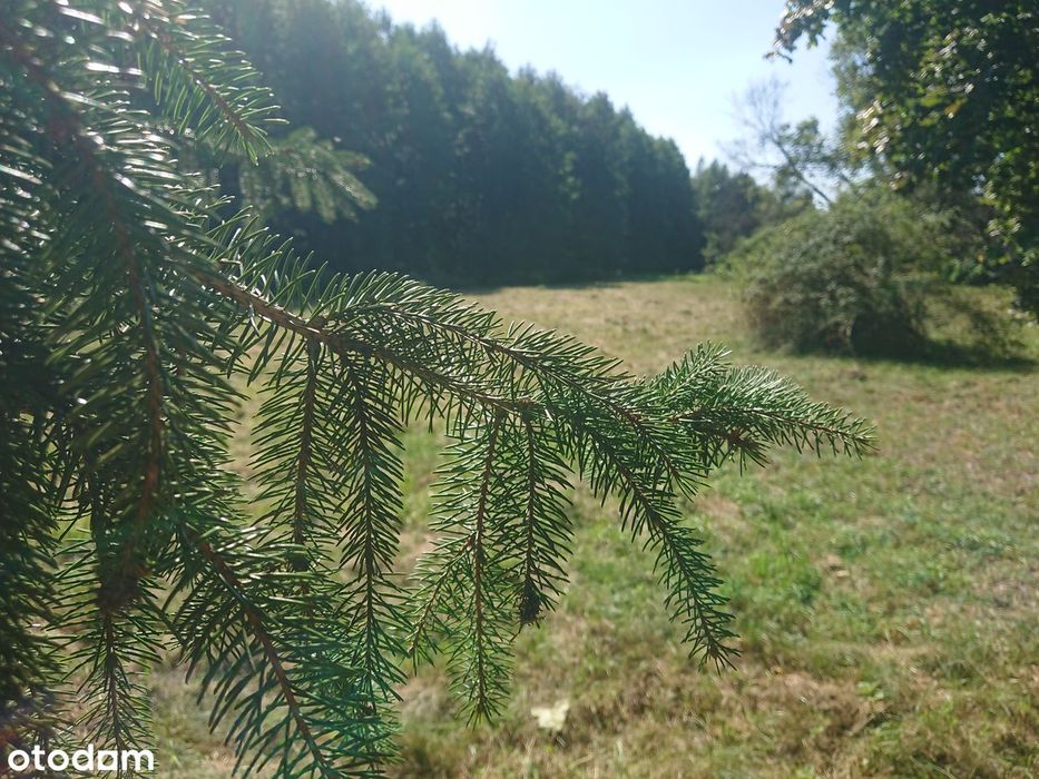 Zdjęcie 7