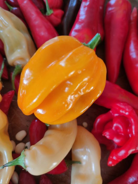 Sementes de chillies/ pimentas/ malaguetas