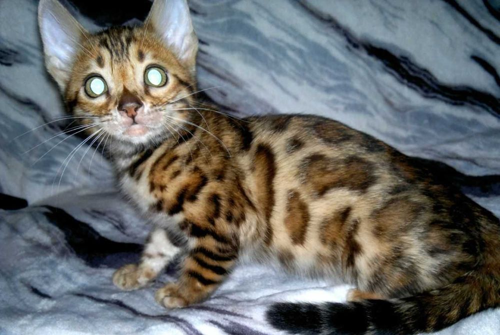 Шикарна клубна бенгальська дівчинка BENn24