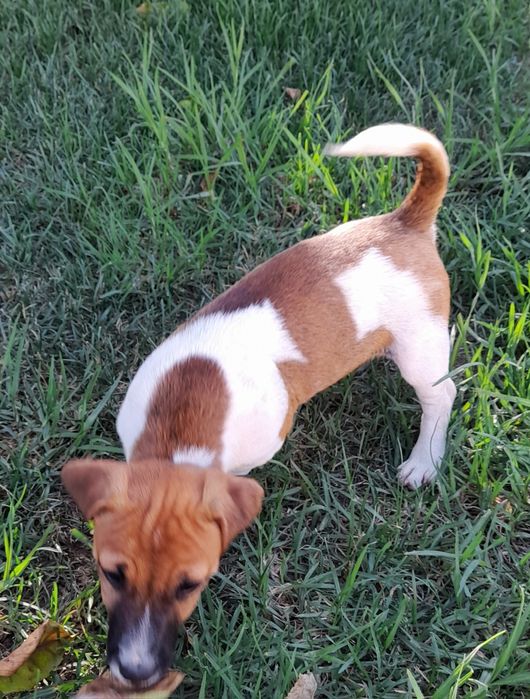 Jack Russell Terrier Excelente, com Pedigree e Afixo