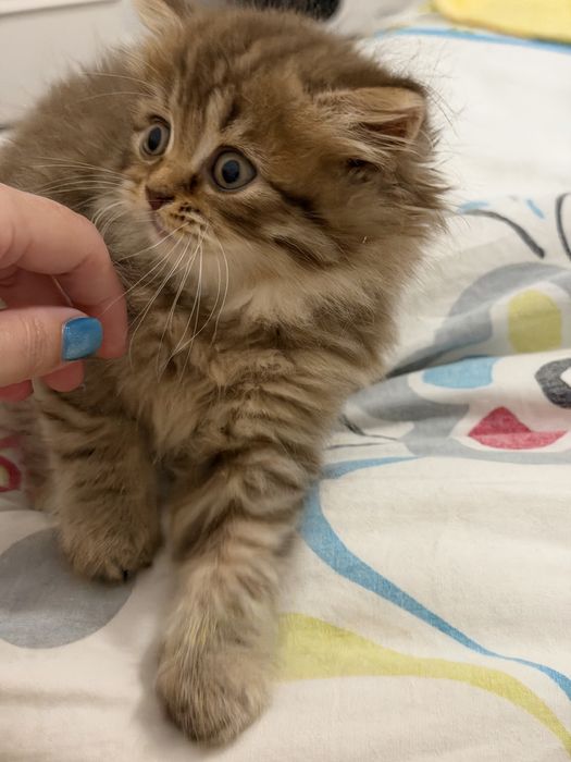 Gatinha Scottish straight chocolate tabby